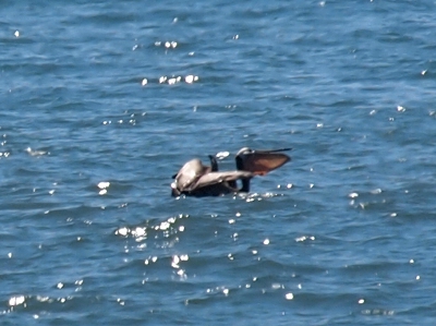 [Pelican swimming atop the water with the lower half of its bill completely outstretched as it appears full. Its wings are slightly outstretched as if it has just landed on the water.]